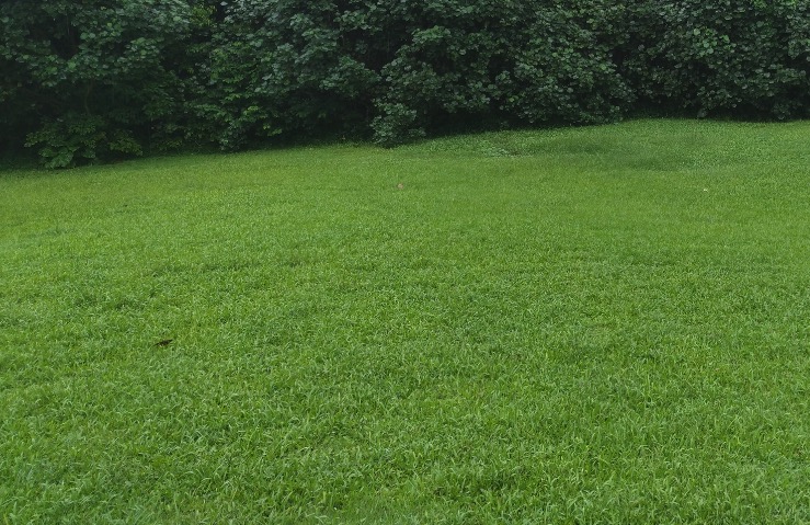 雨露漙漙